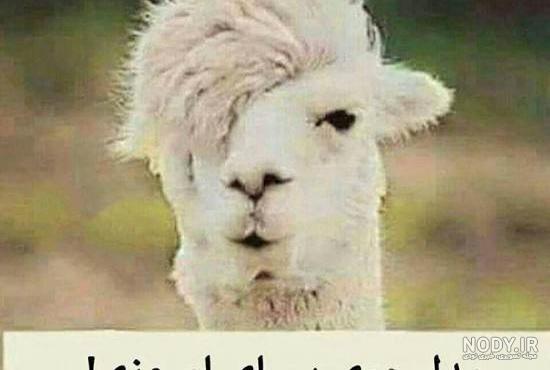 عکس های جالب از سوژه های خنده دار سری ۱۴۴ عکس های جالب از سوژه های خنده دار سری ۱۴۴