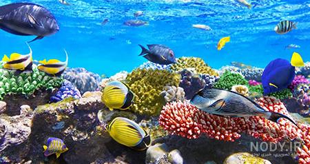 عکس دریا با ماهی عکس دریا با ماهی