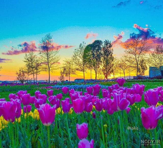 عکس زیبا منظره و گل ❤️ [ بهترین تصاویر ]