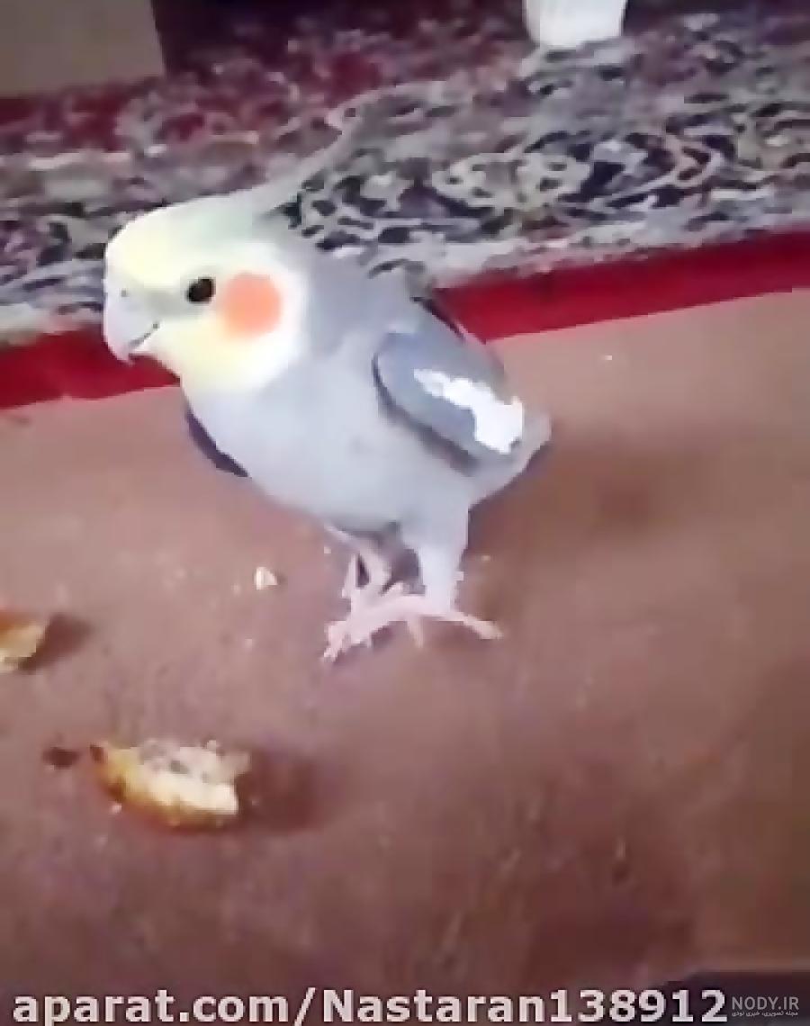 عکس طوطی حرف زدن