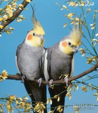 عکس عروس هلندی زیبا برای پروفایل عکس عروس هلندی زیبا برای پروفایل