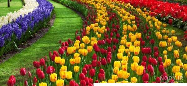 عکس منظره و گل