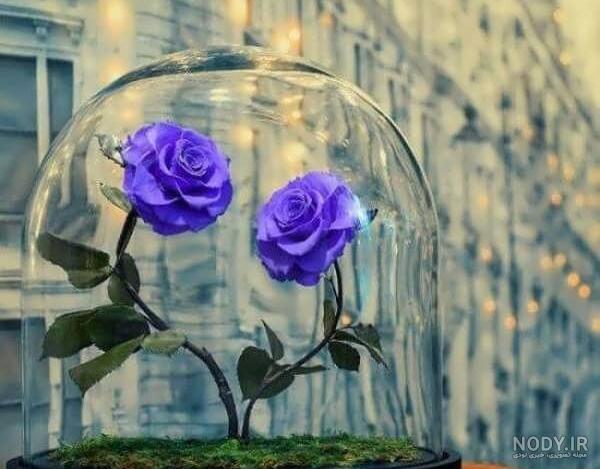 عکس پروفایل گل ۱۴۰۲ زیبا و دوست داشتنی (۸۰ تصویر جذاب) عکس پروفایل گل ۱۴۰۲ زیبا و دوست داشتنی (۸۰ تصویر جذاب)