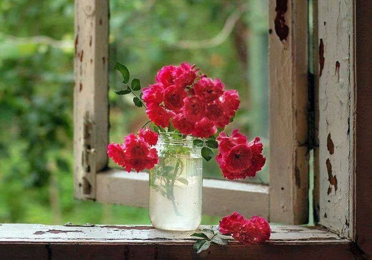 عکس گل رز برای پروفایل تلگرام و اینستاگرام • مجله تصویر زندگی
