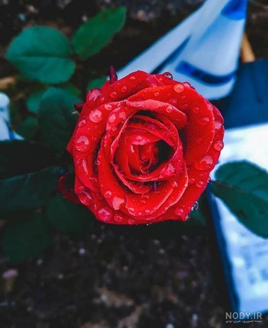 عکس گل رز برای پروفایل تلگرام و اینستاگرام • مجله تصویر زندگی
