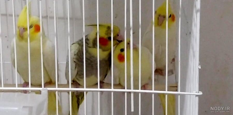 قیمت عروس هلندی آلبینو چشم قرمز + تشخیص سن و جنسیت این پرنده ... قیمت عروس هلندی آلبینو چشم قرمز + تشخیص سن و جنسیت این پرنده ...