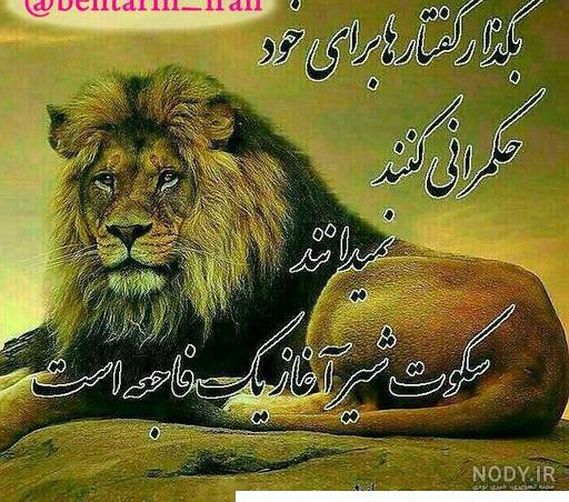 مجموعه عکس پروفایل شیر پادشاه جنگل؛ قدرتمند و مغرور - ستاره مجموعه عکس پروفایل شیر پادشاه جنگل؛ قدرتمند و مغرور - ستاره