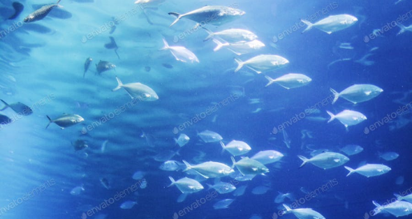 مجموعه کامل عکس ماهی‌ های زیبا و رنگارنگ برای پروفایل و پس زمینه ...