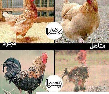 مسابقه : خنده‌دار ترین عکس یا جوک - تستچی