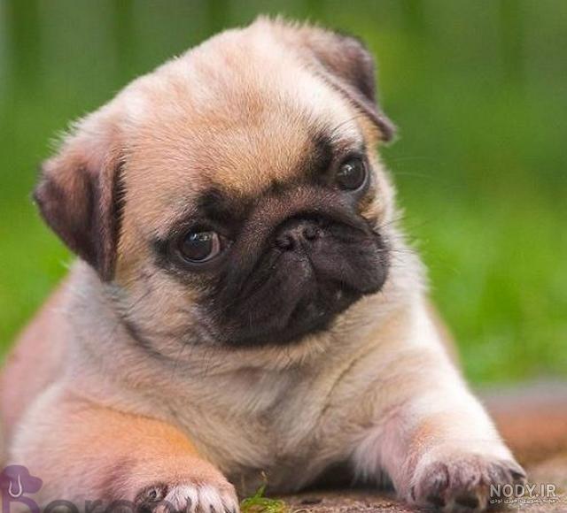 نژاد سگ پاگ (Pug) عکس و ویدیو نژاد سگ پاگ (Pug) عکس و ویدیو