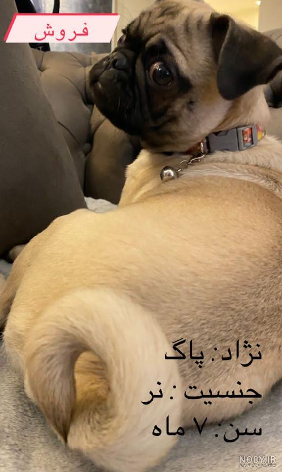 کمدا | قیمت و خرید سگ پاگ ابعاد نشسته 23 رنگ قهوه‌ای برند sweet on yo