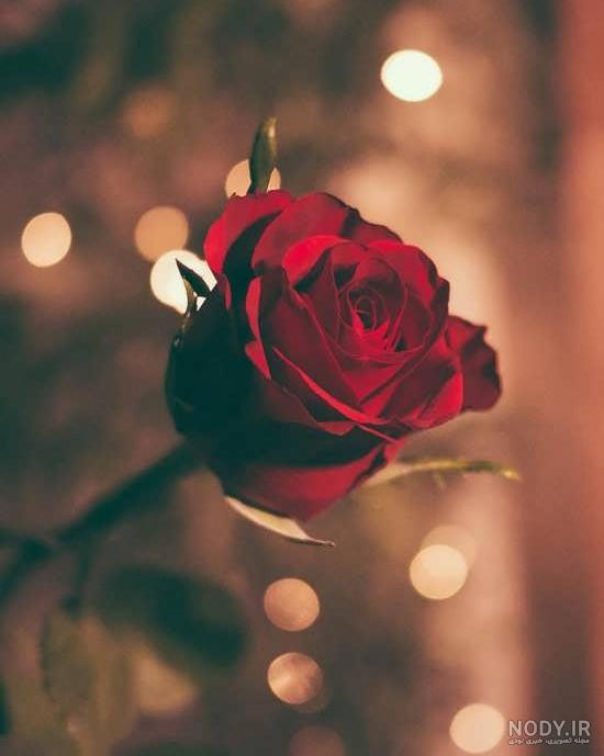 ۷۰ عکس پروفایل گل ۱۴۰۱ برای شبکه های اجتماعی مختلف