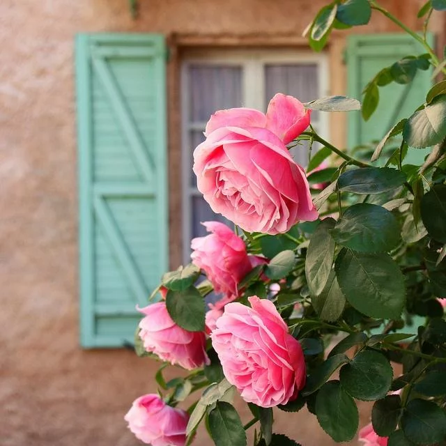 ۷۰ عکس پروفایل گل ۱۴۰۱ برای شبکه های اجتماعی مختلف