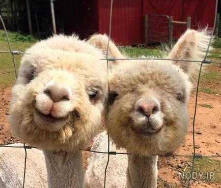 عکس پروفایل خنده دار برای گروه