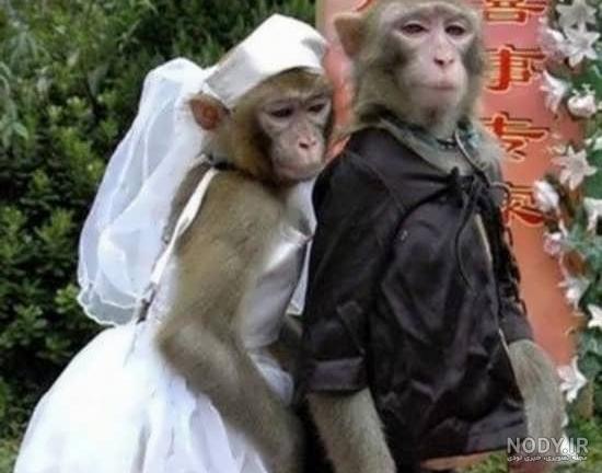 عکس پروفایل خنده دار برای گروه