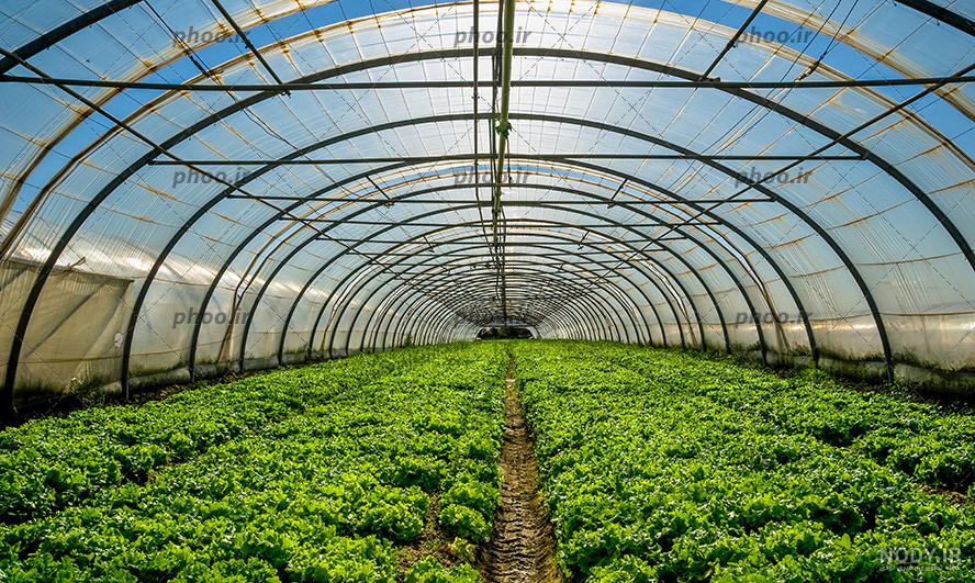 5 ایده برای ساخت گلخانه در حیاط منزل 5 ایده برای ساخت گلخانه در حیاط منزل