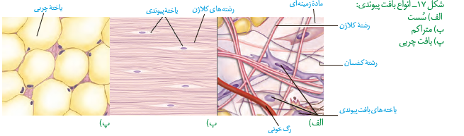 بافت پوششی بافت پوششی