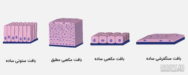 بافت پوششی بافت پوششی