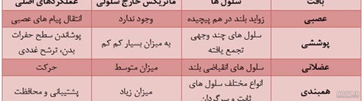 بافت پوششی سنگفرشی تک لایه | نکته زیست بافت پوششی سنگفرشی تک لایه | نکته زیست