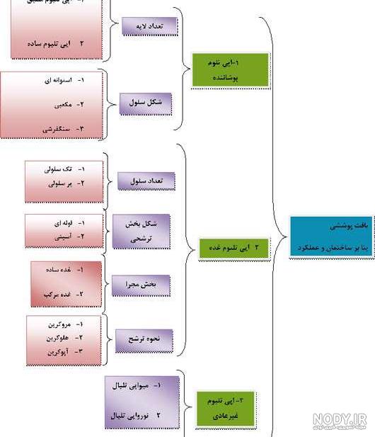 بافت پوششی — عملکرد و ساختار به زبان ساده – فرادرس - مجله‌