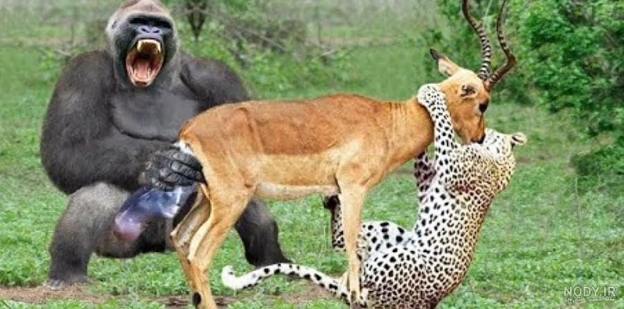 تصاویر حمله عقاب