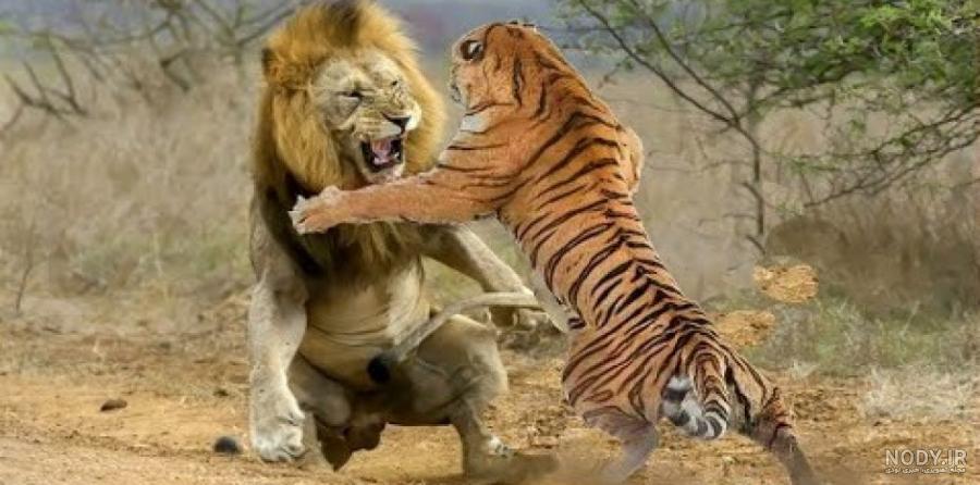تصاویری خارق‌العاده از نبردی حیرت‌انگیز میان دو یوزپلنگ
