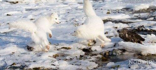 تصویر زمینه و والپیپر از روباه تیزرو یا Vulpes velox تصویر زمینه و والپیپر از روباه تیزرو یا Vulpes velox