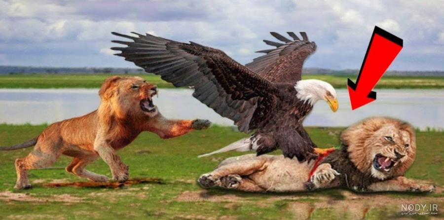 حمله عقاب به شیر - جنگ دیدنی شگفت انگیز حیوانات وحشی حمله عقاب به شیر - جنگ دیدنی شگفت انگیز حیوانات وحشی