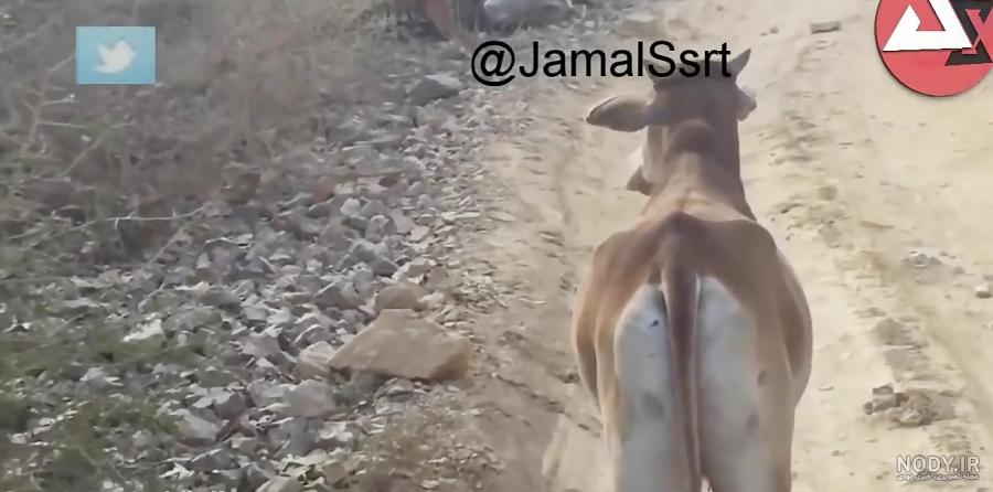 حمله عقاب به شیر - جنگ دیدنی شگفت انگیز حیوانات وحشی - حیات وحش حمله عقاب به شیر - جنگ دیدنی شگفت انگیز حیوانات وحشی - حیات وحش
