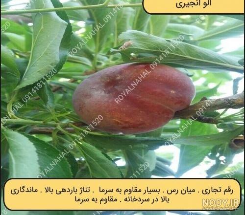 خرید نهال آلو: ✔️ قیمت نهال آلو در مرداد ماه ۱۴۰۳ ✔️ رویال نهال خرید نهال آلو: ✔️ قیمت نهال آلو در مرداد ماه ۱۴۰۳ ✔️ رویال نهال