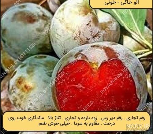 دانلود مجموعه عکس آلو با فرمت PNG دوربری شده و کاملا رایگان دانلود مجموعه عکس آلو با فرمت PNG دوربری شده و کاملا رایگان