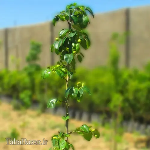 درخت لیمو سنگی ؛ شرایط کاشت و پرورش درخت لیمو سنگی چگونه است - فال ... درخت لیمو سنگی ؛ شرایط کاشت و پرورش درخت لیمو سنگی چگونه است - فال ...