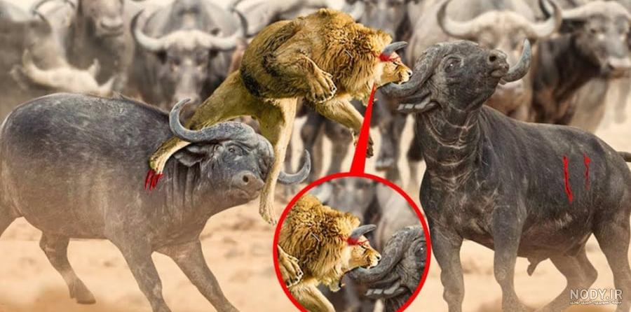 شاه شیر در مقابل شاه عقاب در مبارزات بزرگ بهترین کیست | حمله عقاب به شیر