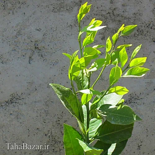 شکوفه بهاری لیمو سنگی - عکس ویسگون شکوفه بهاری لیمو سنگی - عکس ویسگون