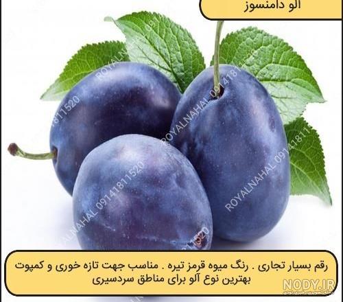 عکس آلوچه قرمز - عکس نودی عکس آلوچه قرمز - عکس نودی