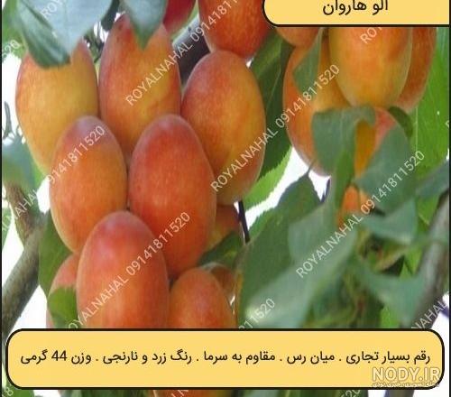 عکس آلوچه قرمز - عکس نودی عکس آلوچه قرمز - عکس نودی