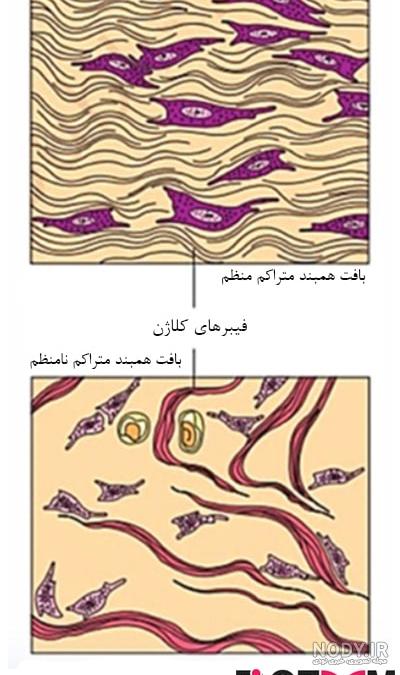 عکس بافت پوششی سنگفرشی ساده عکس بافت پوششی سنگفرشی ساده