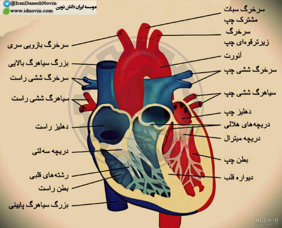 عکس قلب کتاب زیست شناسی | آیدی نوین عکس قلب کتاب زیست شناسی | آیدی نوین