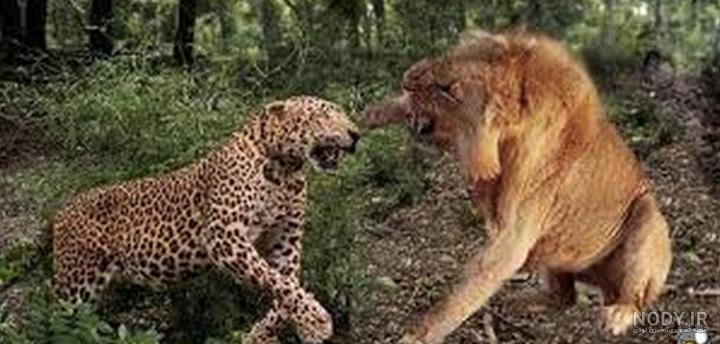فلیم جنگ پلنگ وحشی توسط ببر شکاری ۲۰۲۳ فلیم جنگ پلنگ وحشی توسط ببر شکاری ۲۰۲۳