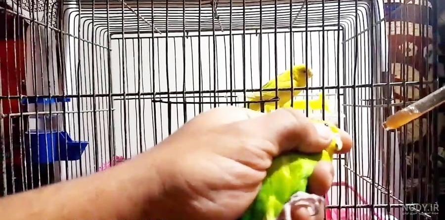 لانه مناسب برای مرغ عشق لانه مناسب برای مرغ عشق