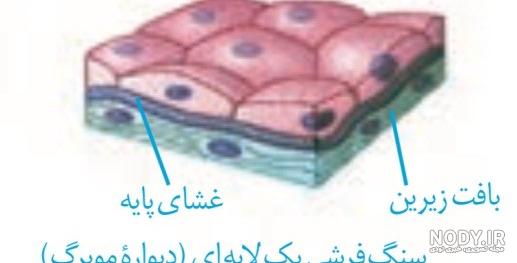 نمای میکروسکوپی بافتهای پوششی | بافت شناسی نمای میکروسکوپی بافتهای پوششی | بافت شناسی