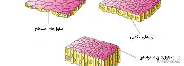 نمای میکروسکوپی بافتهای پوششی | بافت شناسی نمای میکروسکوپی بافتهای پوششی | بافت شناسی