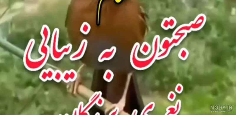 وضعیت واتساپ قشنگ صبح بخیر با آهنگ اذری وضعیت واتساپ قشنگ صبح بخیر با آهنگ اذری