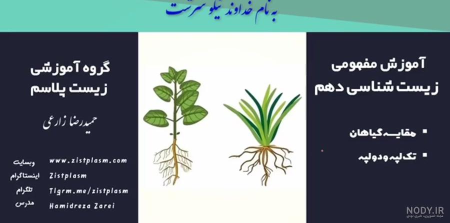 گیاهان تک لپه ای و دو لپه ای. علوم چهارم گیاهان تک لپه ای و دو لپه ای. علوم چهارم