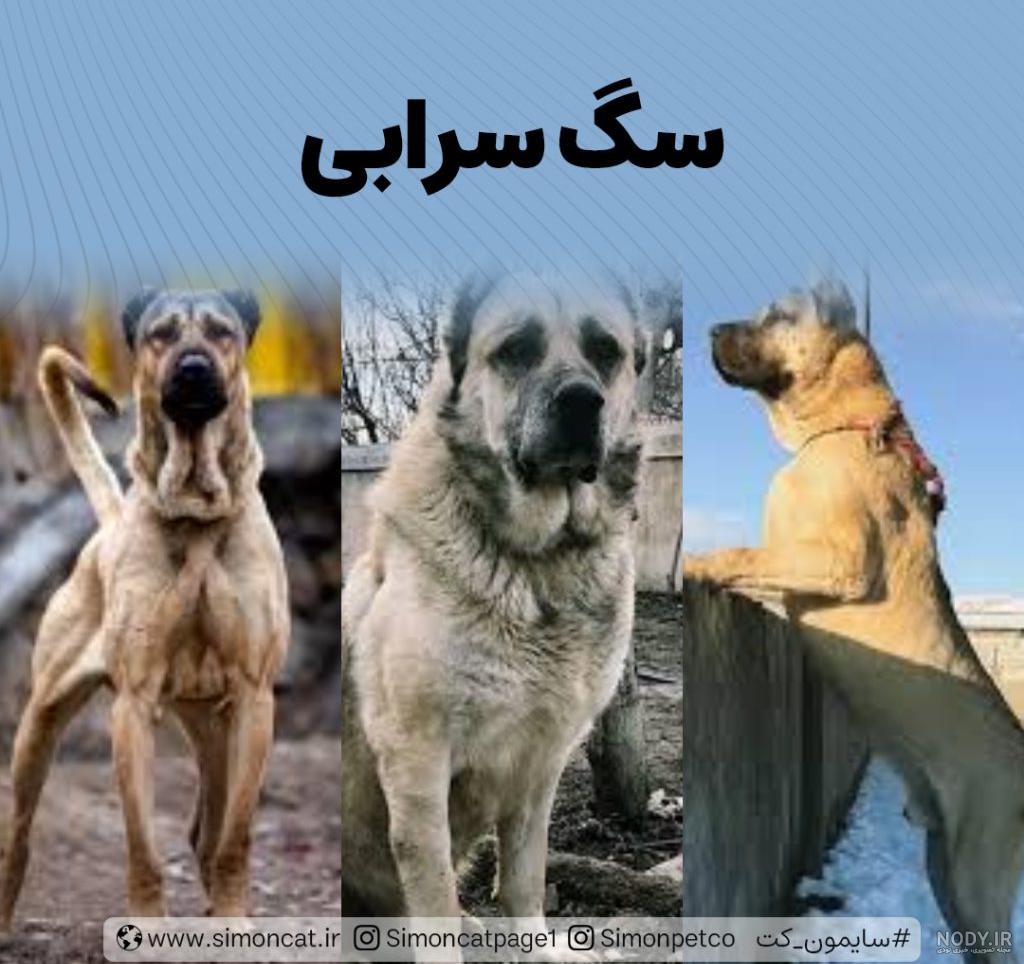 سگ سرابی - ویکی‌پدیا، دانشنامهٔ آزاد