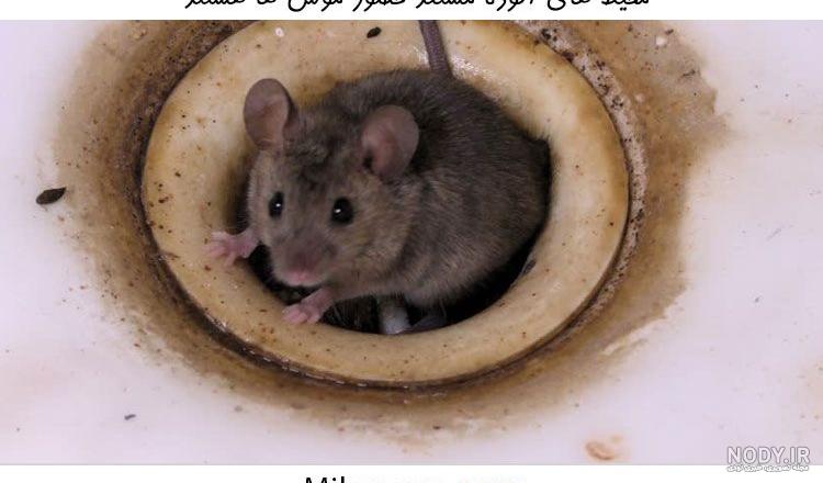 عکس موش های بزرگ