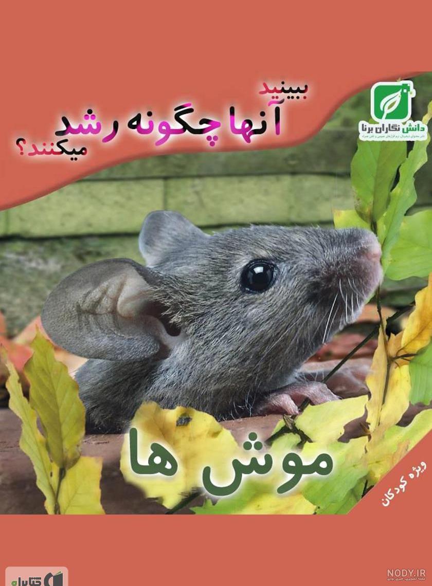 عکس موش کوچولو ناز