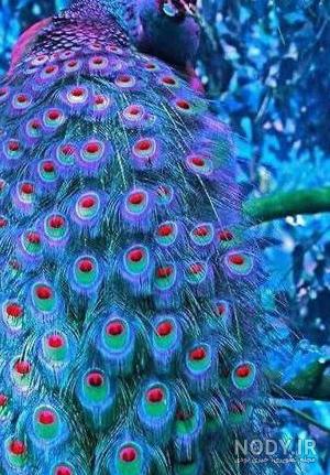 عکس پرنده طاووسک عکس پرنده طاووسک