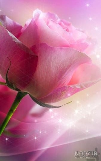 عکس گل رز زیبا برای تصویر زمینه عکس گل رز زیبا برای تصویر زمینه
