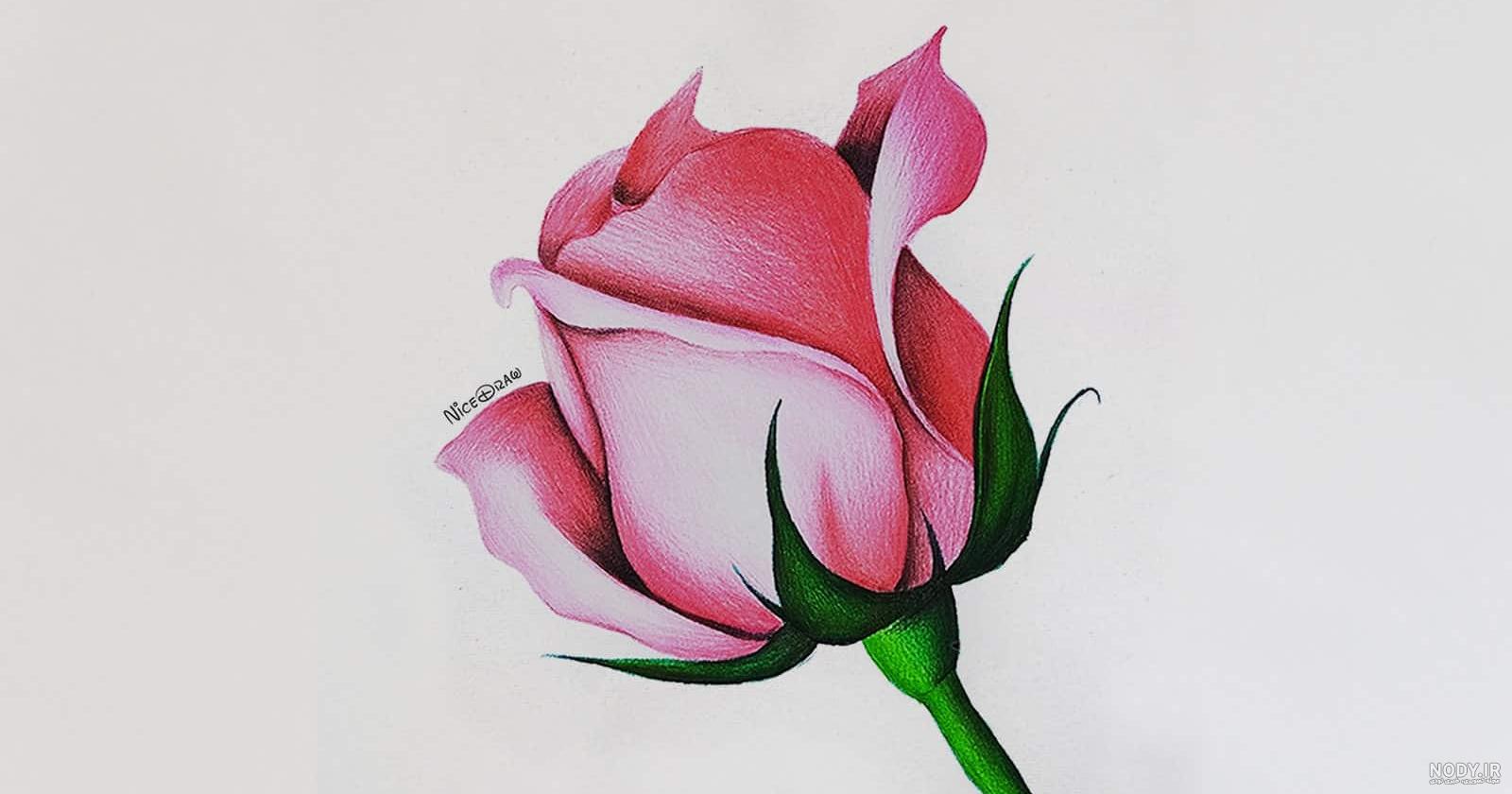 نقاشی گل حرفه ای با مداد رنگی